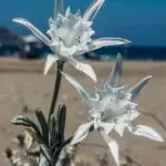 sea daffodil