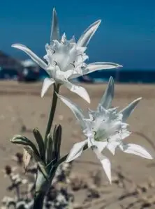 sea daffodil