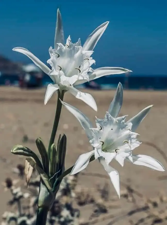 sea daffodil